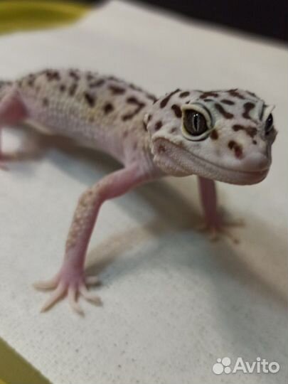 Иранский эублефар