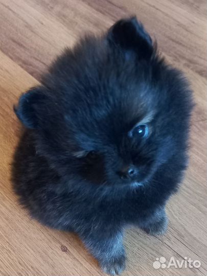 Щенки шпица