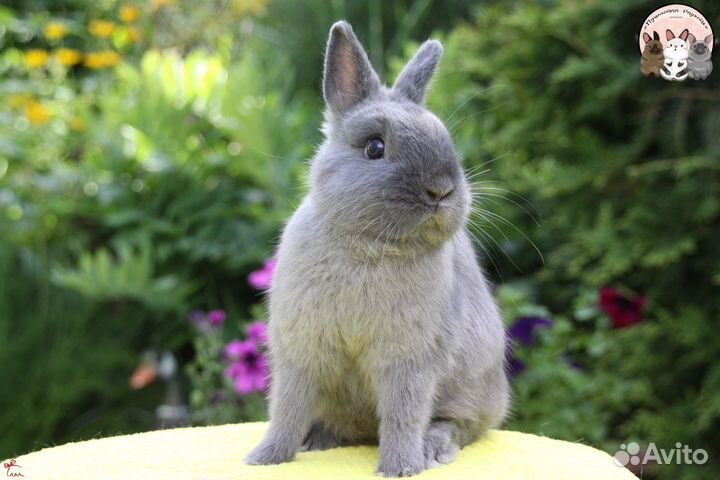 Нидерландский карликовый кролик самец