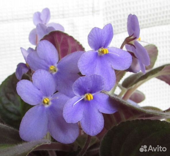 Фиалка природный сорт