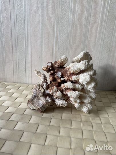 Морские кораллы