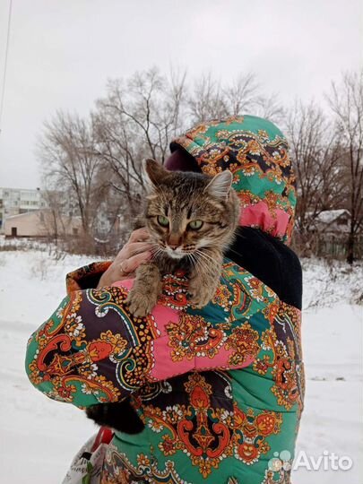 Пристраиваю кошечку