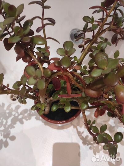 Крассула овата, толстянка