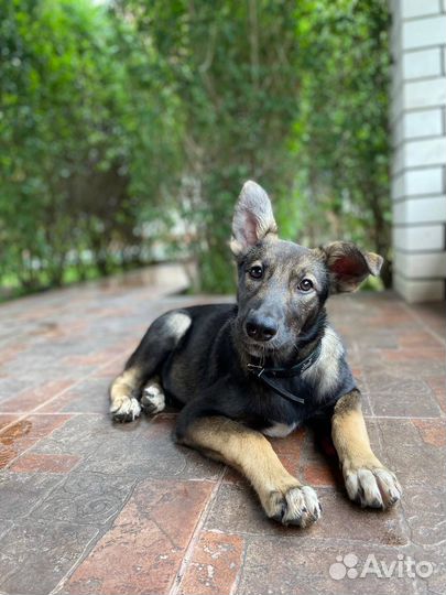 Щенок бесплатно