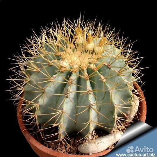 Семена кактусов