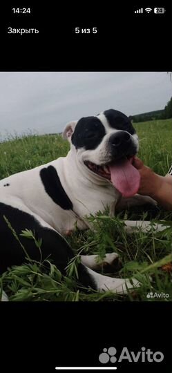 Американский питбуль