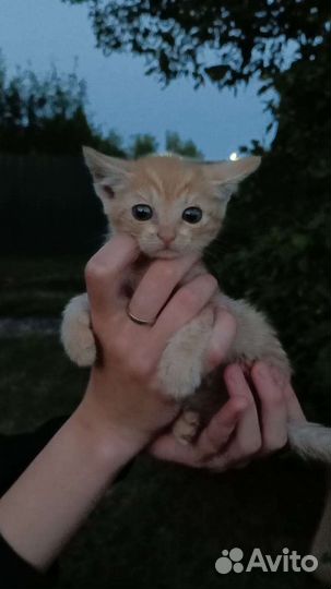 Котята мальчики бесплатно