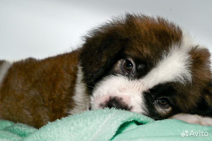 Щенки сенбернара