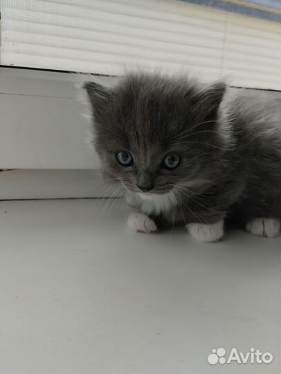 Кошка