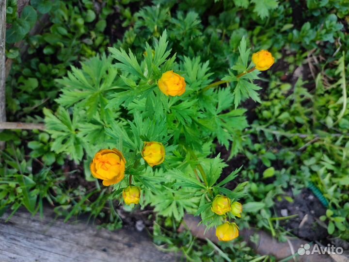 Купальница(жарки)