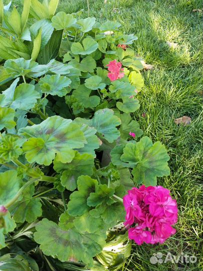 Герань пеларгония