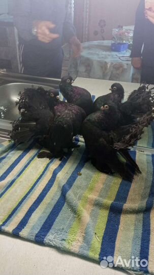 Голуби статные