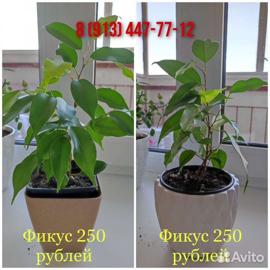 Фикус бенджамина