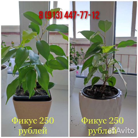 Фикус бенджамина