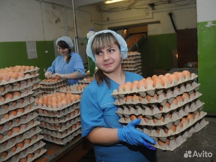 Вахта Москва еда+жилье Стикеровщик яичек 15/30