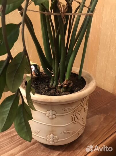 Замиокулькас