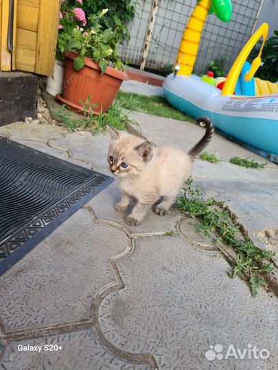 Котенок девочка в добрые руки
