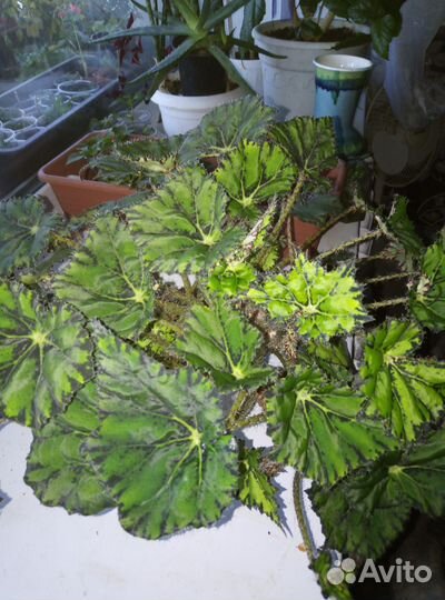 Цветы домашние