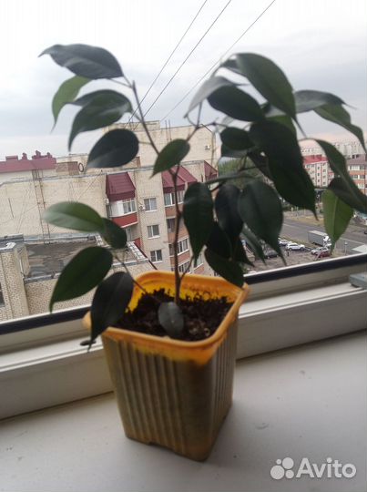 Фикус бенджамина