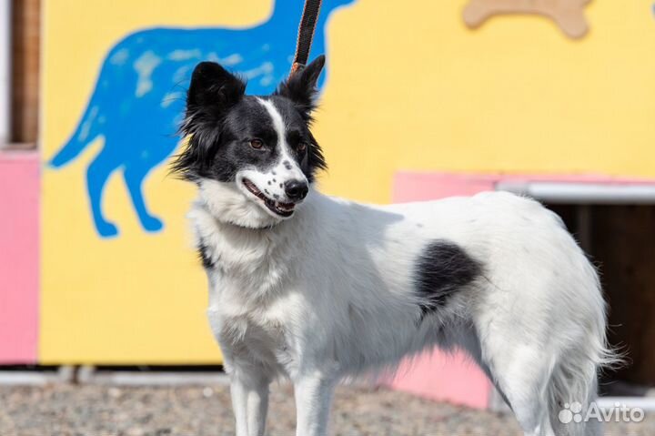 Забава Собака