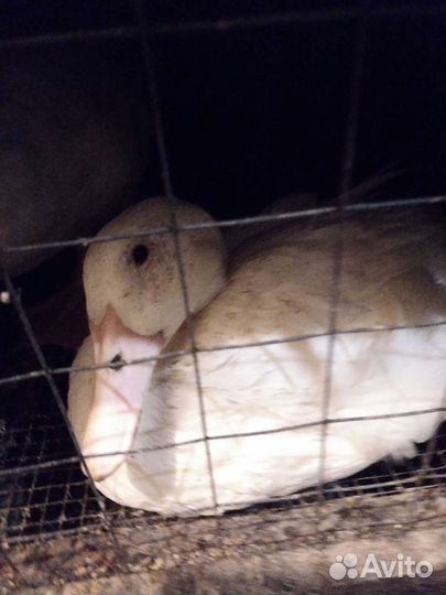 Продажа гусей, уток, мулардов