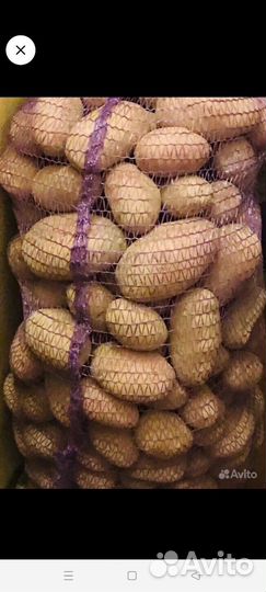 Продам картофель