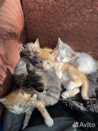 Котята в добрые руки