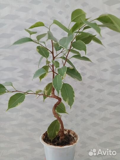 Фикус бенджамина плетеный