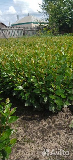 Сеянцы кизильника