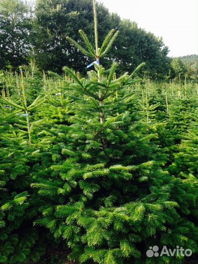 Саженцы деревьев