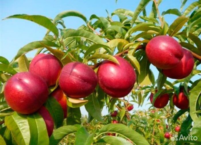 Саженцы персика нектарин Рубин 8