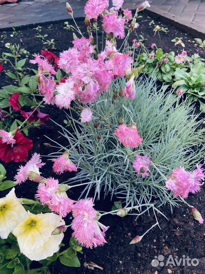 Хоста, Гортензия, Флоксы,Многолетние для сада