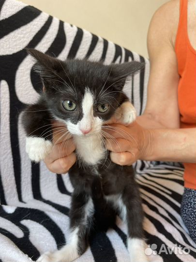 Котята бесплатно