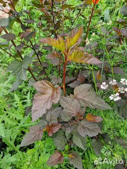 Пузыреплодник