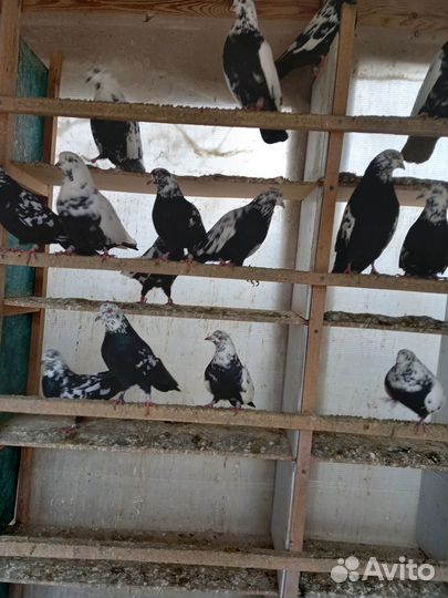 Продажа голубей