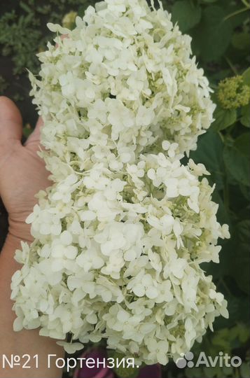 Гортензия