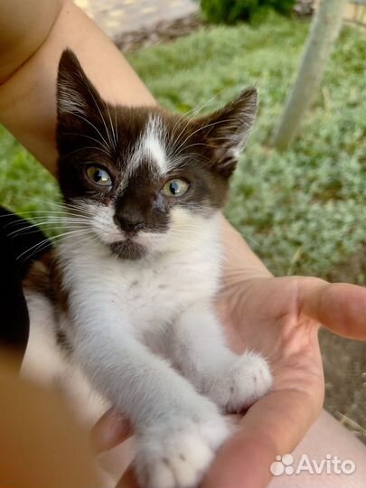 Котята в добрые руки бесплатно