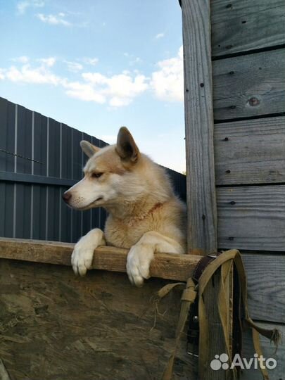 Отдам в добрые руки хаски