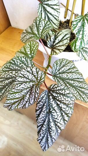 Бегония- Кейн серебристая