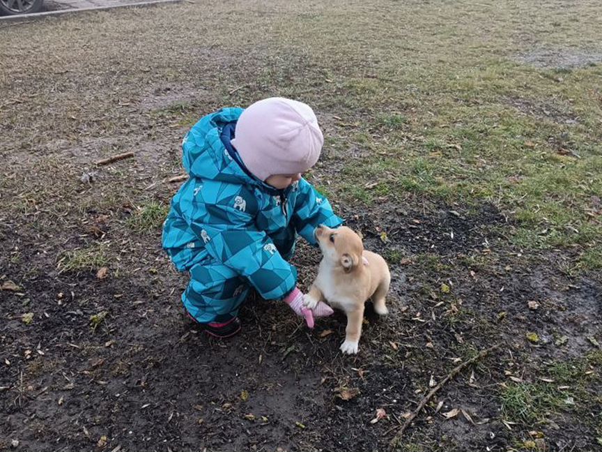 Щенок мальчик в добрые руки