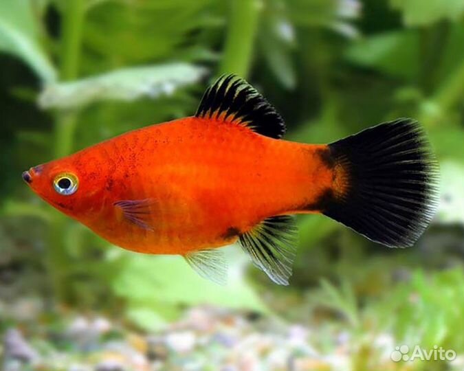 Креветки вишня