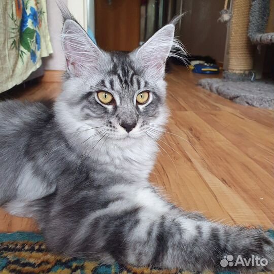 Котята мейн-кун