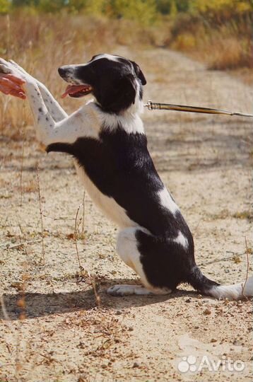 Собака Спрайт