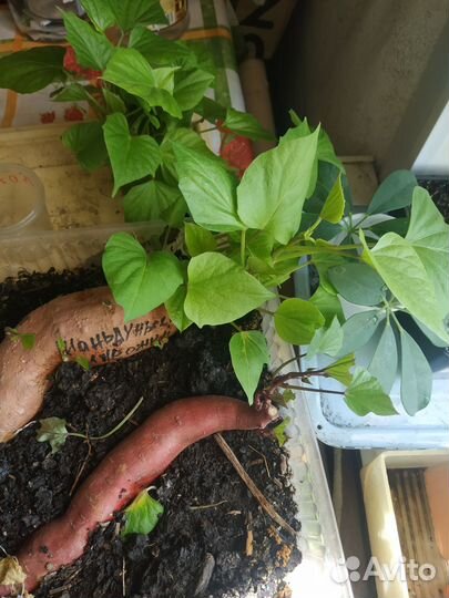 Рассада батата