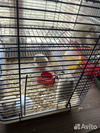 Сирийский хомяк