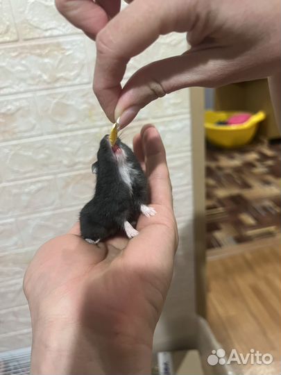 Джунгарский хомяк