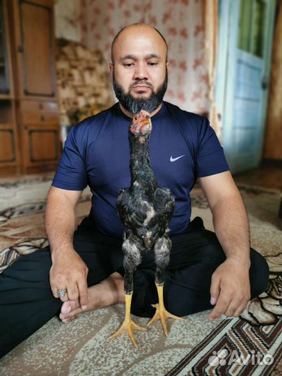 Бойцовые петухи о шамо