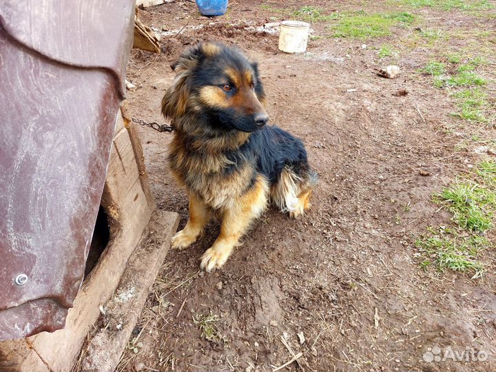 Немецкая овчарка