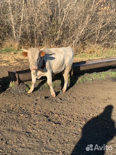 Бычки и быки