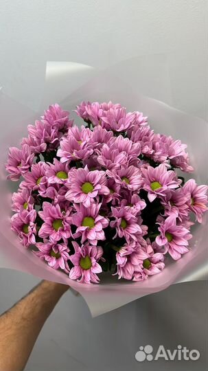 Хризантема кустовая розовая